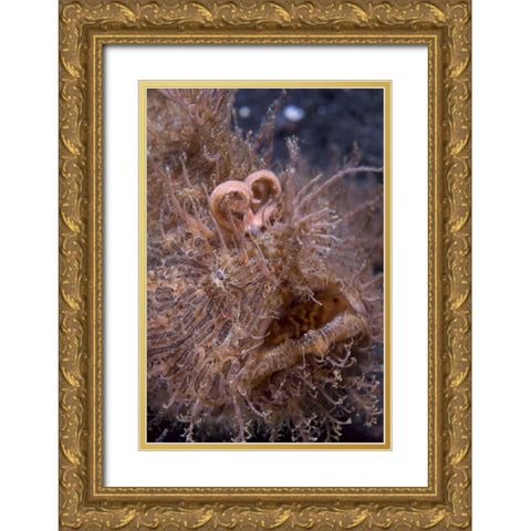 Indonesia, Hairy frogfish that uses its lure Gold Ornate Wood Framed Art Print with Double Matting by Shimlock, Jones
