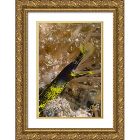 Indonesia, Sulawesi Island A ribbon eel Gold Ornate Wood Framed Art Print with Double Matting by Shimlock, Jones