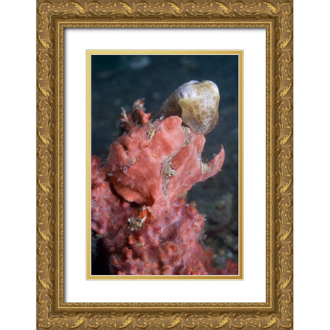 Indonesia A pygmy cuttlefish and frogfish Gold Ornate Wood Framed Art Print with Double Matting by Shimlock, Jones