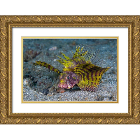 Indonesia, Lembeh Strait Red dwarf lionfish Gold Ornate Wood Framed Art Print with Double Matting by Shimlock, Jones