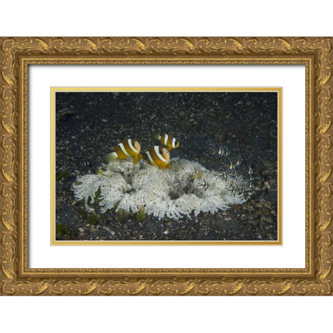 Indonesia, A ringed anemone community Gold Ornate Wood Framed Art Print with Double Matting by Shimlock, Jones