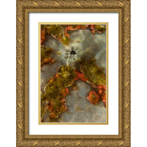 Indonesia, Sulawesi Isl, Lembeh Strait Frogfish Gold Ornate Wood Framed Art Print with Double Matting by Shimlock, Jones
