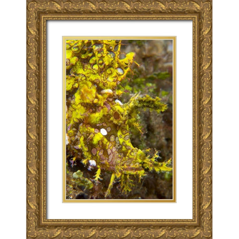 Indonesia, Sulawesi Isl, Rhinopias scorpionfish Gold Ornate Wood Framed Art Print with Double Matting by Shimlock, Jones
