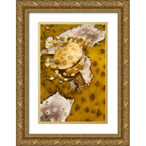 Indonesia, A swimming crab and bumble-bee shrimp Gold Ornate Wood Framed Art Print with Double Matting by Shimlock, Jones