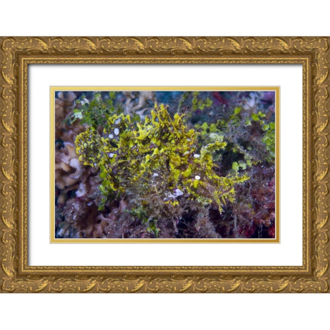 Indonesia, Sulawesi Isl, Rhinopias scorpionfish Gold Ornate Wood Framed Art Print with Double Matting by Shimlock, Jones