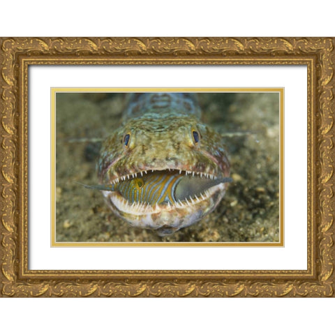 Lizardfish eating, Sulawesi Island, Indonesia Gold Ornate Wood Framed Art Print with Double Matting by Shimlock, Jones