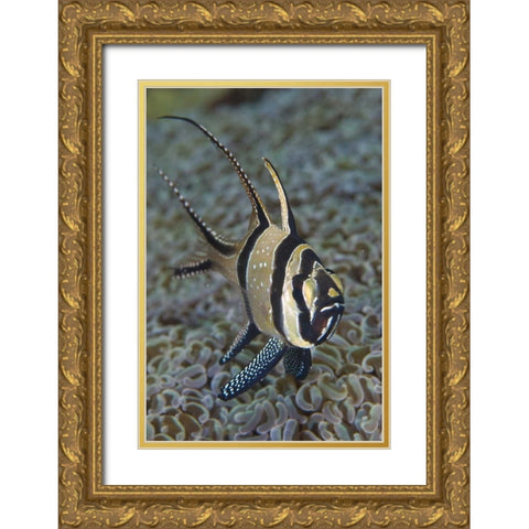 Banggai cardinalfish, Sulawesi Island, Indonesia Gold Ornate Wood Framed Art Print with Double Matting by Shimlock, Jones