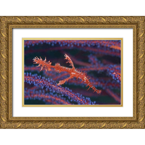Pipefish among sea whips, Triton Bay, Indonesia Gold Ornate Wood Framed Art Print with Double Matting by Shimlock, Jones