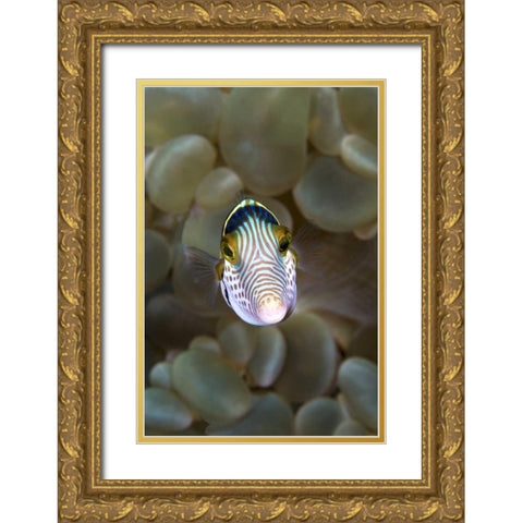Front close-up of pufferfish, Ambon, Indonesia Gold Ornate Wood Framed Art Print with Double Matting by Shimlock, Jones