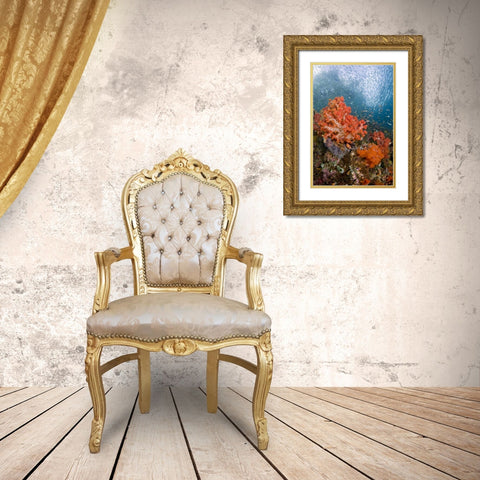Fish swims by coral, Triton Bay, Papua, Indonesia Gold Ornate Wood Framed Art Print with Double Matting by Shimlock, Jones