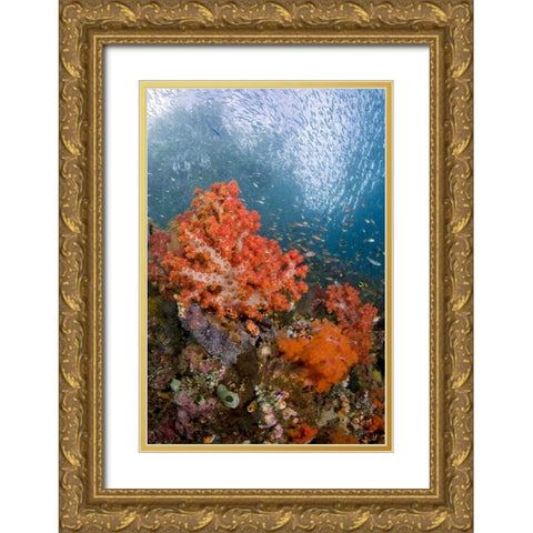 Fish swims by coral, Triton Bay, Papua, Indonesia Gold Ornate Wood Framed Art Print with Double Matting by Shimlock, Jones