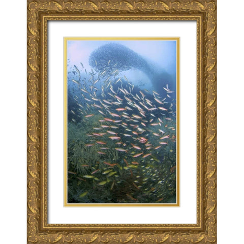 Schooling fish over black coral, Papua, Indonesia Gold Ornate Wood Framed Art Print with Double Matting by Shimlock, Jones