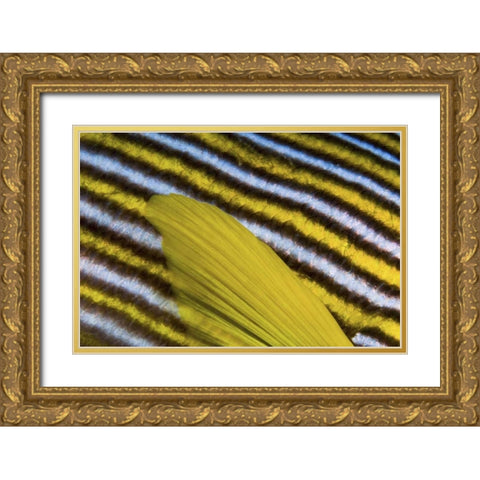 Sweetlip scales, Fak Fak, Papua, Indonesia Gold Ornate Wood Framed Art Print with Double Matting by Shimlock, Jones