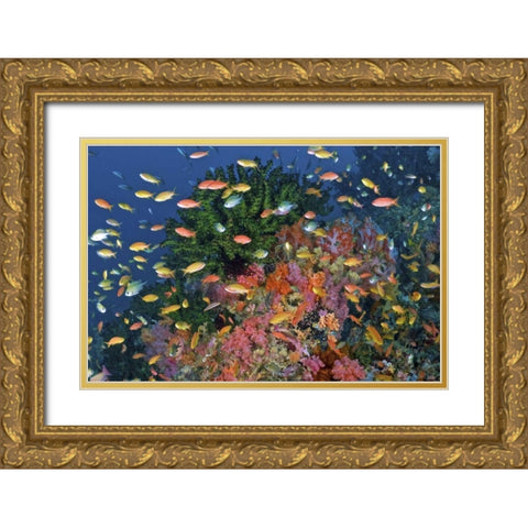 Reef scenic, Triton Bay, Papua, Indonesia Gold Ornate Wood Framed Art Print with Double Matting by Shimlock, Jones