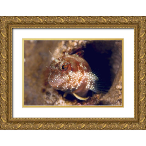 Blenny fish, Triton Bay, Papua, Indonesia Gold Ornate Wood Framed Art Print with Double Matting by Shimlock, Jones