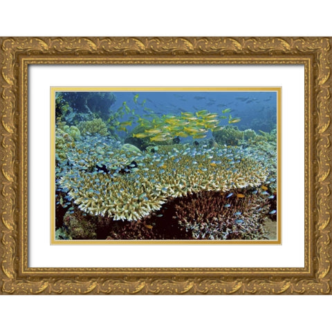 Damselfish and snappers, Misool, Papua, Indonesia Gold Ornate Wood Framed Art Print with Double Matting by Shimlock, Jones