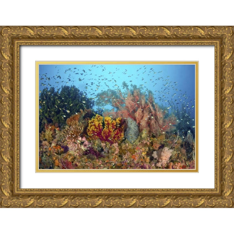Diverse reef life, Misool, Raja Ampat, Indonesia Gold Ornate Wood Framed Art Print with Double Matting by Shimlock, Jones