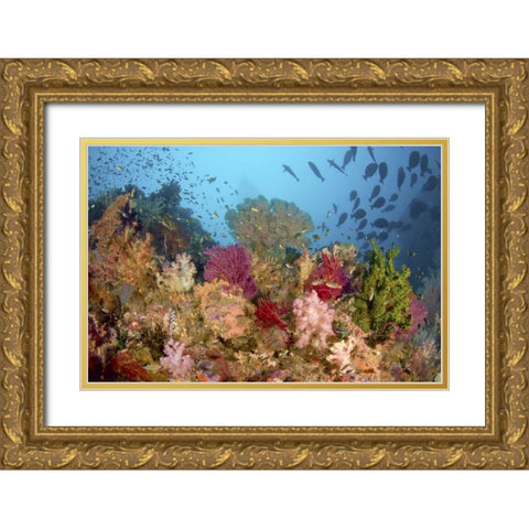 Diverse reef life, Misool, Raja Ampat, Indonesia Gold Ornate Wood Framed Art Print with Double Matting by Shimlock, Jones