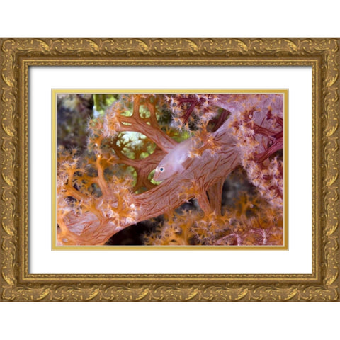 Goby fish in soft corals, Papua, Indonesia Gold Ornate Wood Framed Art Print with Double Matting by Shimlock, Jones