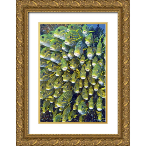 Sweetlip fish, Raja Ampat, Papua, Indonesia Gold Ornate Wood Framed Art Print with Double Matting by Shimlock, Jones