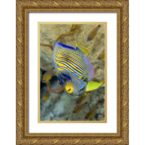 Angelfish, Raja Ampat, Papua, Indonesia Gold Ornate Wood Framed Art Print with Double Matting by Shimlock, Jones