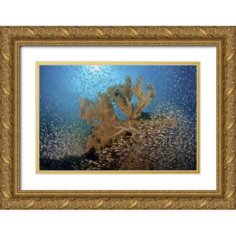 Sweeper fish school and sea fan, Papua, Indonesia Gold Ornate Wood Framed Art Print with Double Matting by Shimlock, Jones