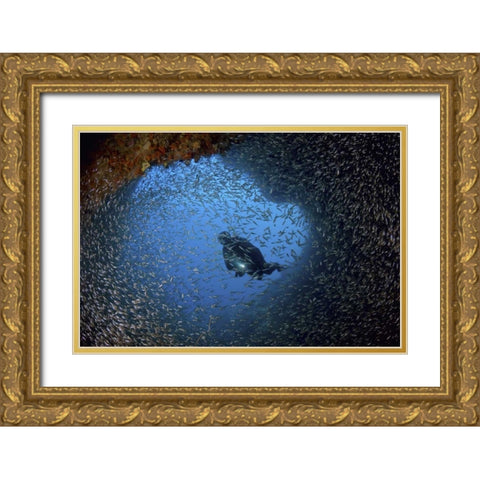 Baitfish and diver at cave, Papua, Indonesia Gold Ornate Wood Framed Art Print with Double Matting by Shimlock, Jones