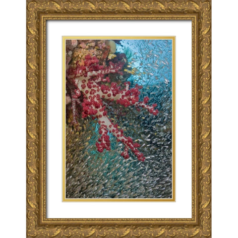Baitfish around soft coral, Papua, Indonesia Gold Ornate Wood Framed Art Print with Double Matting by Shimlock, Jones