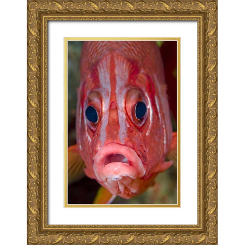 Colorful squirrelfish, Papua, Indonesia Gold Ornate Wood Framed Art Print with Double Matting by Shimlock, Jones