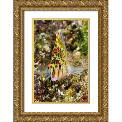 Colorful hawkfish, Raja Ampat, Papua, Indonesia Gold Ornate Wood Framed Art Print with Double Matting by Shimlock, Jones
