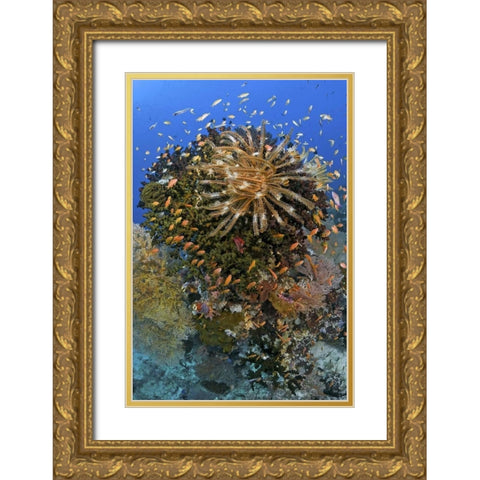 Feather star atop reef outcrop, Papua, Indonesia Gold Ornate Wood Framed Art Print with Double Matting by Shimlock, Jones