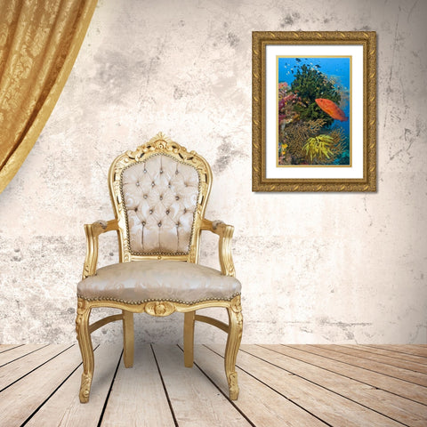 Coral trout swims past reef, Papua, Indonesia Gold Ornate Wood Framed Art Print with Double Matting by Shimlock, Jones
