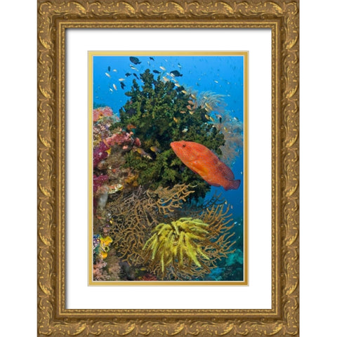 Coral trout swims past reef, Papua, Indonesia Gold Ornate Wood Framed Art Print with Double Matting by Shimlock, Jones