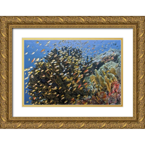 Fish swim past reef corals, Papua, Indonesia Gold Ornate Wood Framed Art Print with Double Matting by Shimlock, Jones