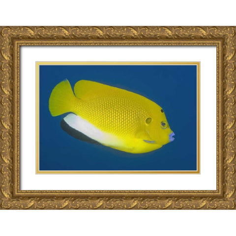 Angelfish, Raja Ampat, Papua, Indonesia Gold Ornate Wood Framed Art Print with Double Matting by Shimlock, Jones