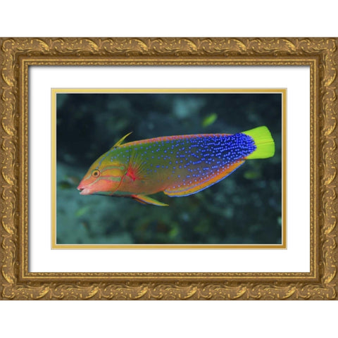 Colorful wrasse, Raja Ampat, Papua, Indonesia Gold Ornate Wood Framed Art Print with Double Matting by Shimlock, Jones