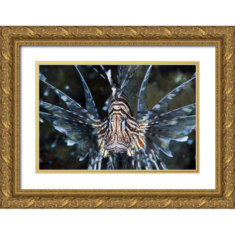 Frontal Poisonous scorpionfish, Papua, Indonesia Gold Ornate Wood Framed Art Print with Double Matting by Shimlock, Jones