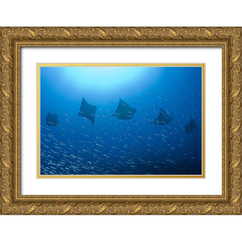Five rays swim past baitfish, Papua, Indonesia Gold Ornate Wood Framed Art Print with Double Matting by Shimlock, Jones