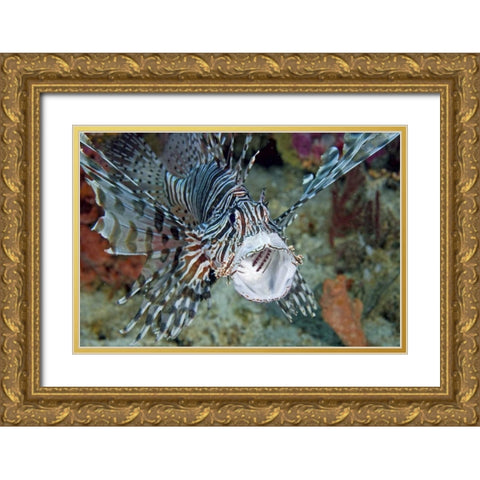 Poisonous scorpionfish yawning, Papua, Indonesia Gold Ornate Wood Framed Art Print with Double Matting by Shimlock, Jones
