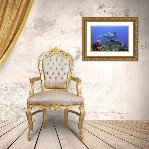 Manta ray glides over reef, Irian Jaya, Indonesia Gold Ornate Wood Framed Art Print with Double Matting by Shimlock, Jones