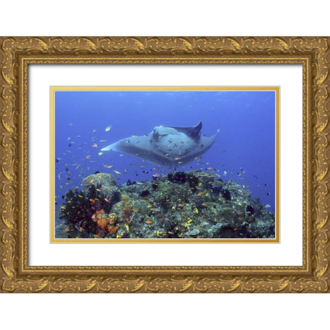 Manta ray glides over reef, Irian Jaya, Indonesia Gold Ornate Wood Framed Art Print with Double Matting by Shimlock, Jones