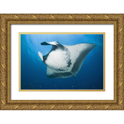 Manta rays underside, Irian Jaya, Indonesia Gold Ornate Wood Framed Art Print with Double Matting by Shimlock, Jones