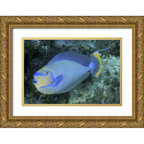 Surgeonfish, Irian Jaya, West Papua, Indonesia Gold Ornate Wood Framed Art Print with Double Matting by Shimlock, Jones