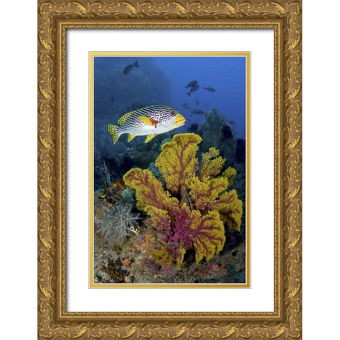 Sweetlip fish over coral, Irian Jaya, Indonesia Gold Ornate Wood Framed Art Print with Double Matting by Shimlock, Jones