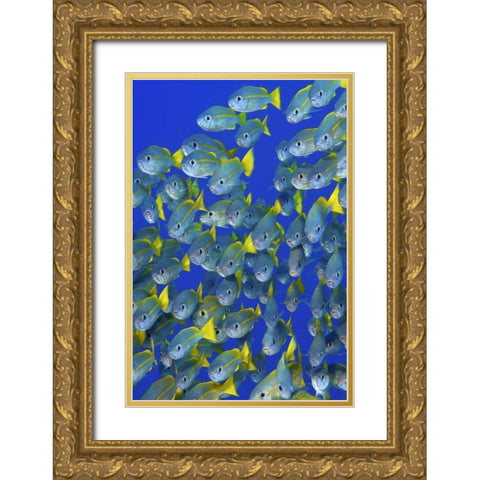 Yellowtail snapper fish, Irian Jaya, Indonesia Gold Ornate Wood Framed Art Print with Double Matting by Shimlock, Jones