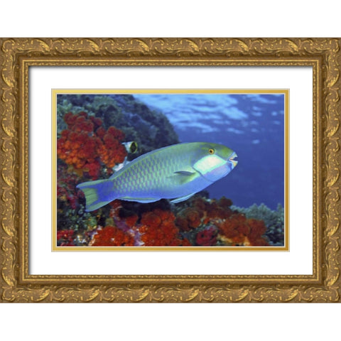 Parrotfish, Irian Jaya, West Papua, Indonesia Gold Ornate Wood Framed Art Print with Double Matting by Shimlock, Jones