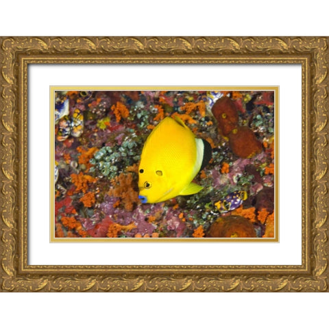 Angelfish, Irian Jaya, West Papua, Indonesia Gold Ornate Wood Framed Art Print with Double Matting by Shimlock, Jones