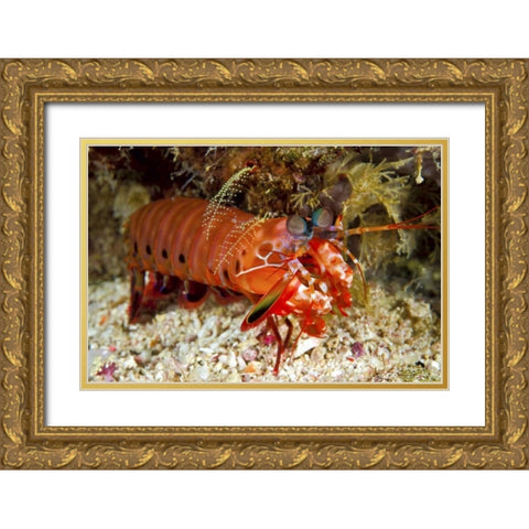 Shrimp on ocean floor, Irian Jaya, Indonesia Gold Ornate Wood Framed Art Print with Double Matting by Shimlock, Jones
