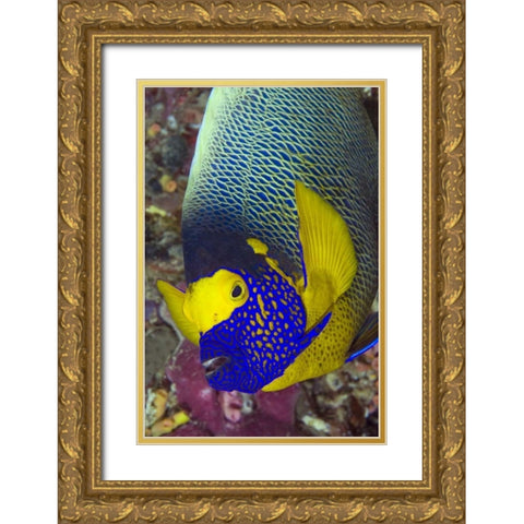 Detail of angelfish, Irian Jaya, Indonesia Gold Ornate Wood Framed Art Print with Double Matting by Shimlock, Jones