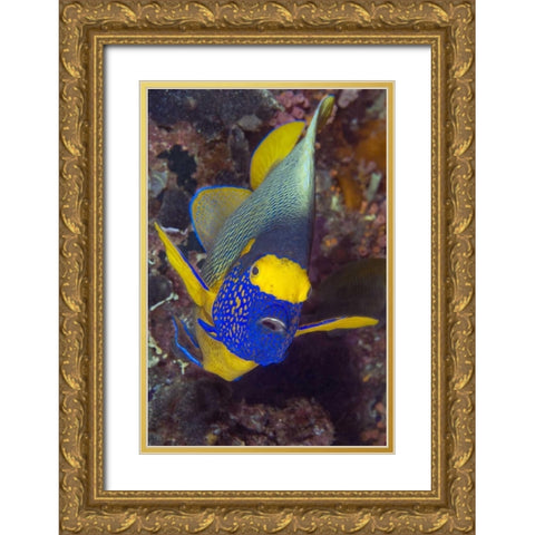 Angelfish, Irian Jaya, West Papua, Indonesia Gold Ornate Wood Framed Art Print with Double Matting by Shimlock, Jones